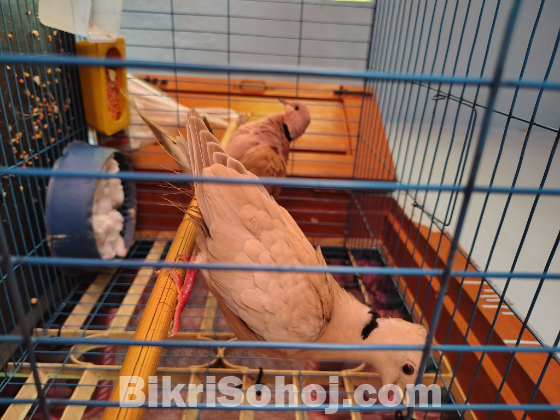 ঘুঘু রানিং পেয়ার